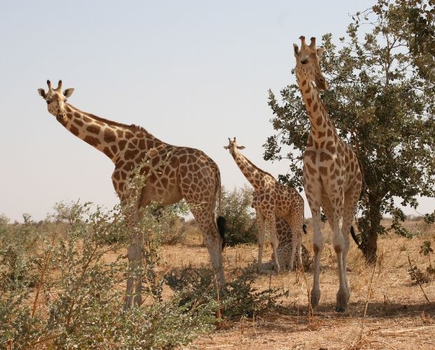 LARB Lit: Giraffes