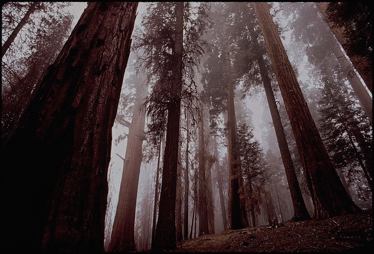Lessons From a Sequoia Grove