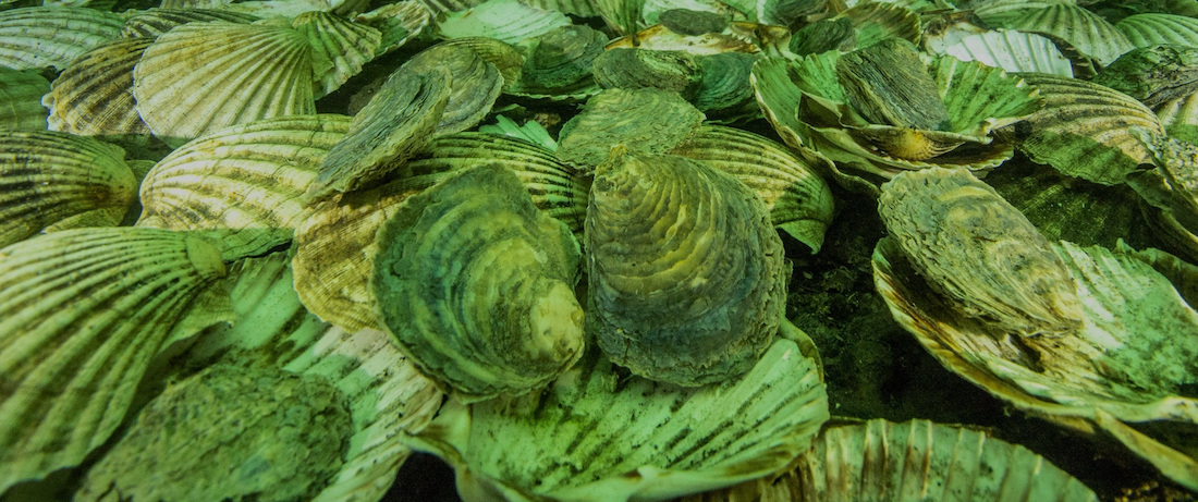 The Time Has Come to Talk About Oysters