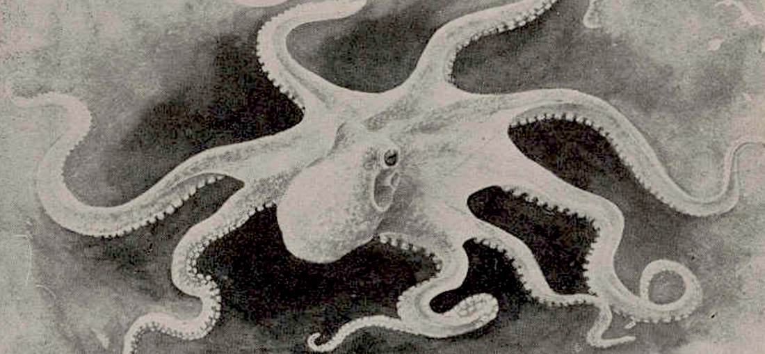 A Vital Friendship: The Radical Naturalism of “My Octopus Teacher”